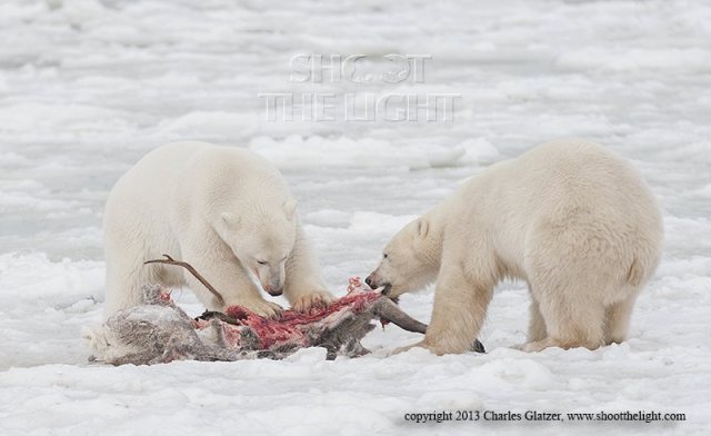 12079_725153884179672_1337304169_n