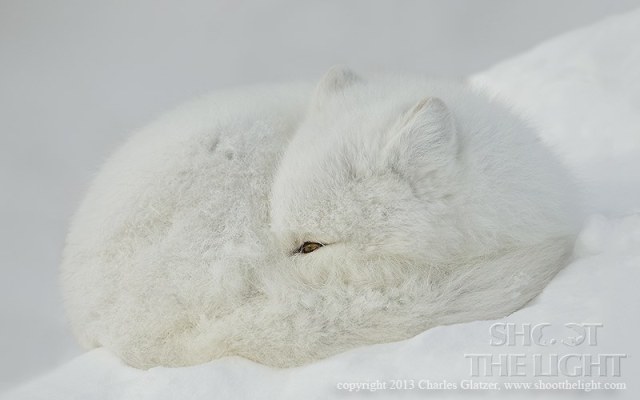 1467427_728648907163503_1505424949_n