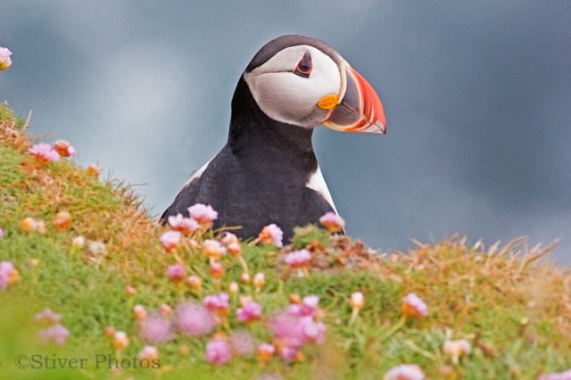 Atlantic_Puffin15