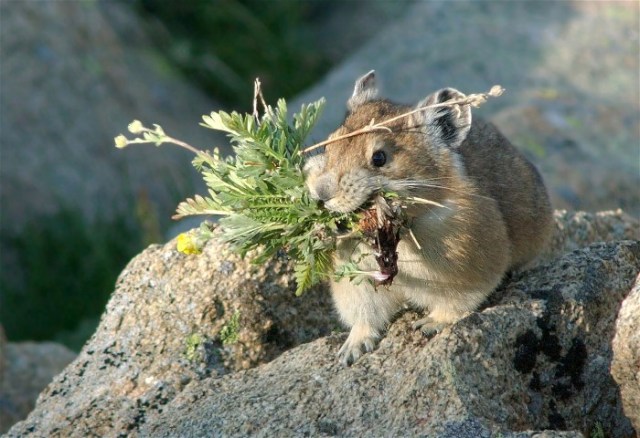 PicasMarmotsBirds 079b
