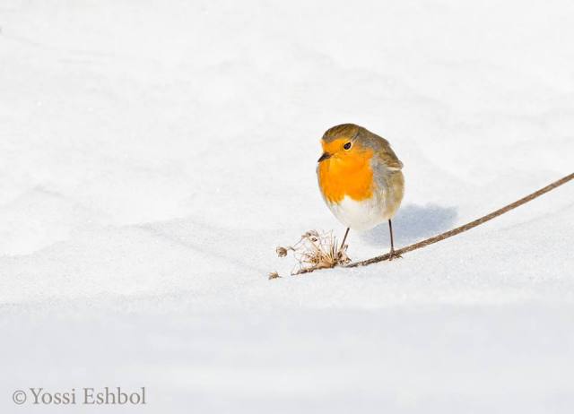 1428745_479621875492157_68869501_n