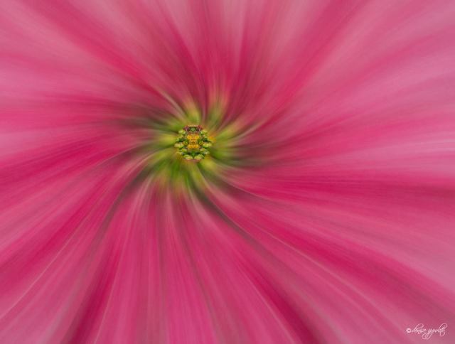 1454737_585176058222677_1964012121_n