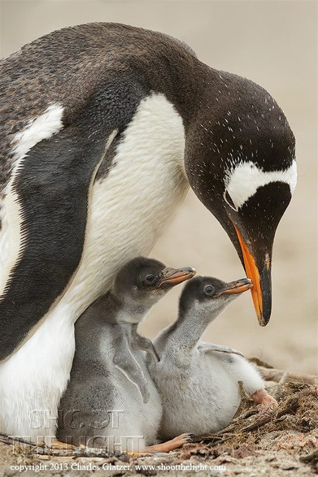 1521839_756212254407168_768514818_n