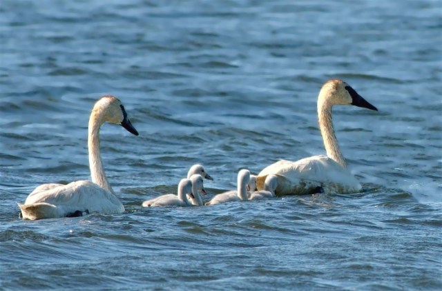 1bCopy of Copy 2of Haa 098