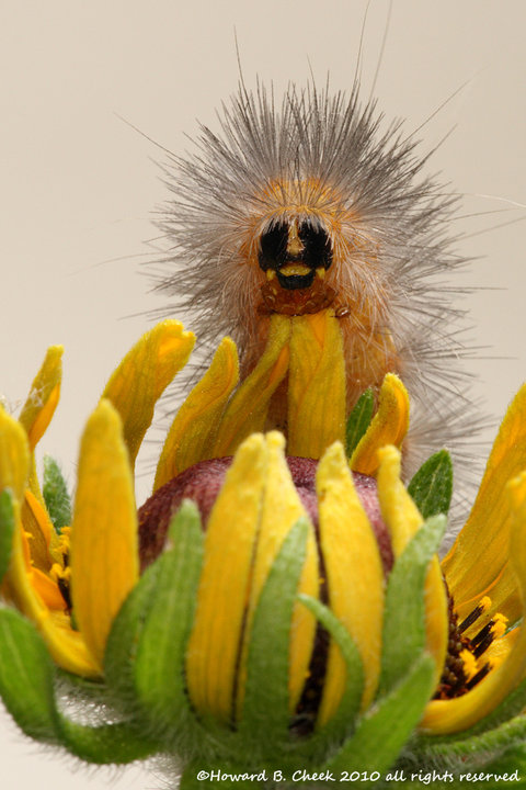 28330_1432406563576_8336035_n