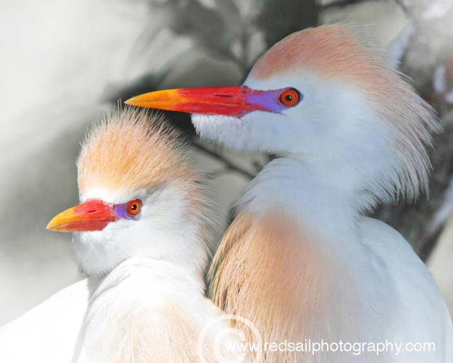 575431_779802442035586_1080095623_n