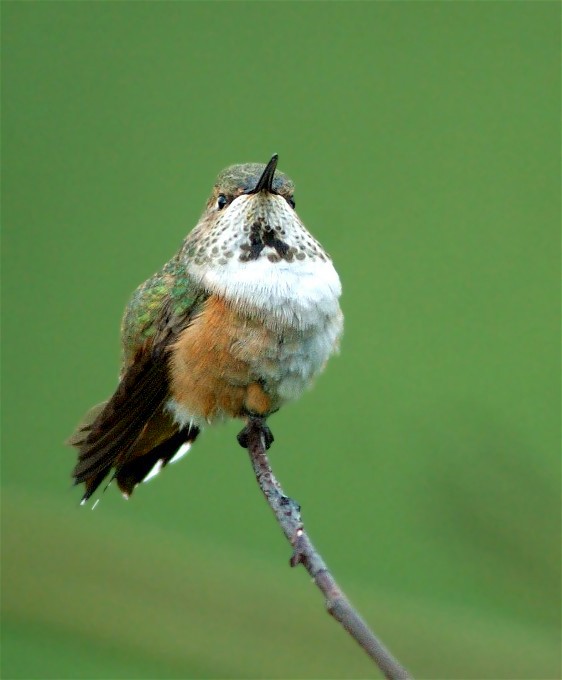 ANWRefugeBirdsBcd 128