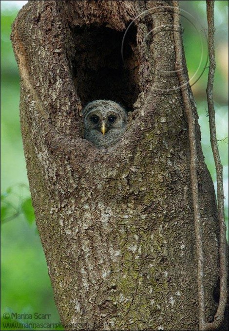 1531787_10202840199065661_1241222687_n