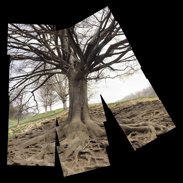 American beech tree with exposed roots, North Carolina.