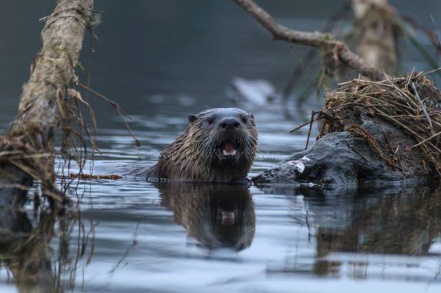 1010791_10202457884120304_1985440239_n