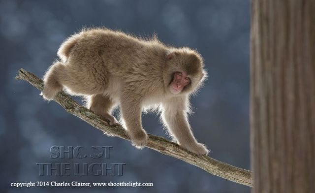 1900044_792189847476075_1371567735_n