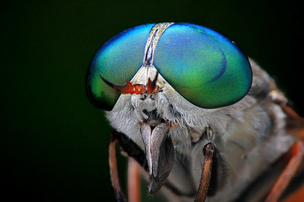 Arch2O-Insects-Macro-Photography-Shikhei-Goh-03-600x399ABC
