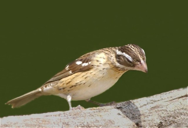 Copy of BuntingGB 053