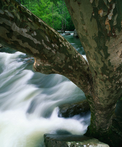 River Running past Sycamore Tree