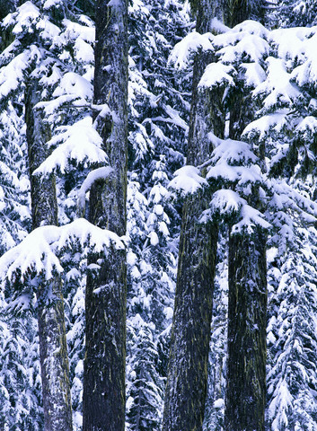 Snow Hanging on Evergreens