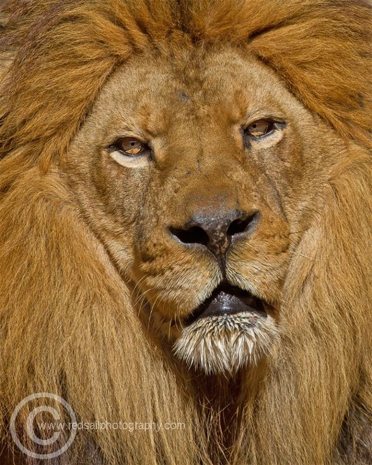 10167971_840494222633074_404281630_n