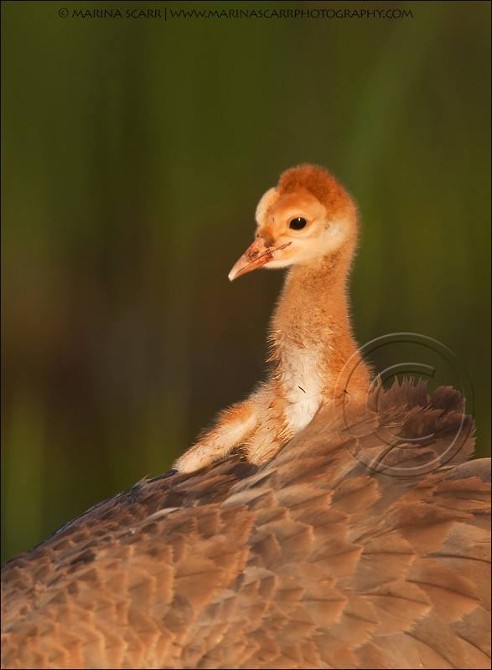 1098039_605024419582802_345770245_n