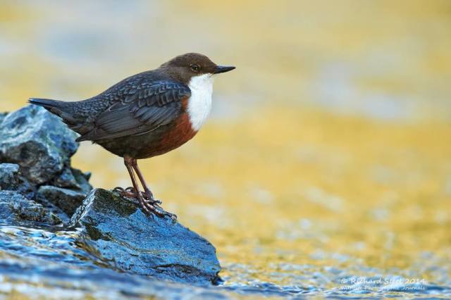 1185533_728407957190487_387929212_n