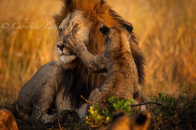 1781970_752174518135703_1685868651_n