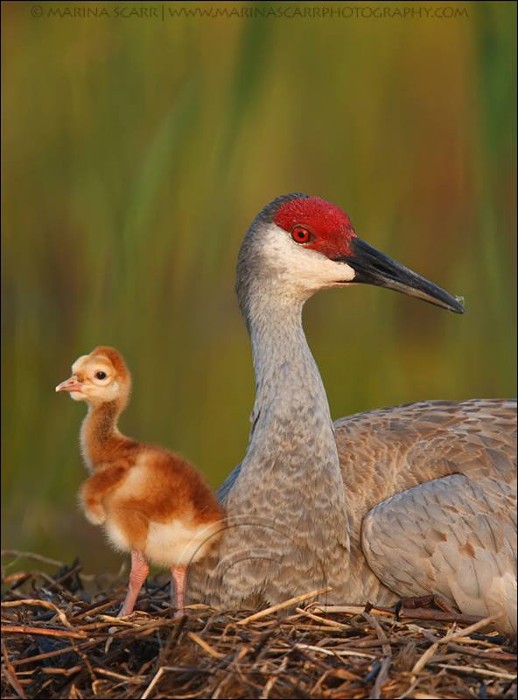 1939669_608533499231894_711417858_n