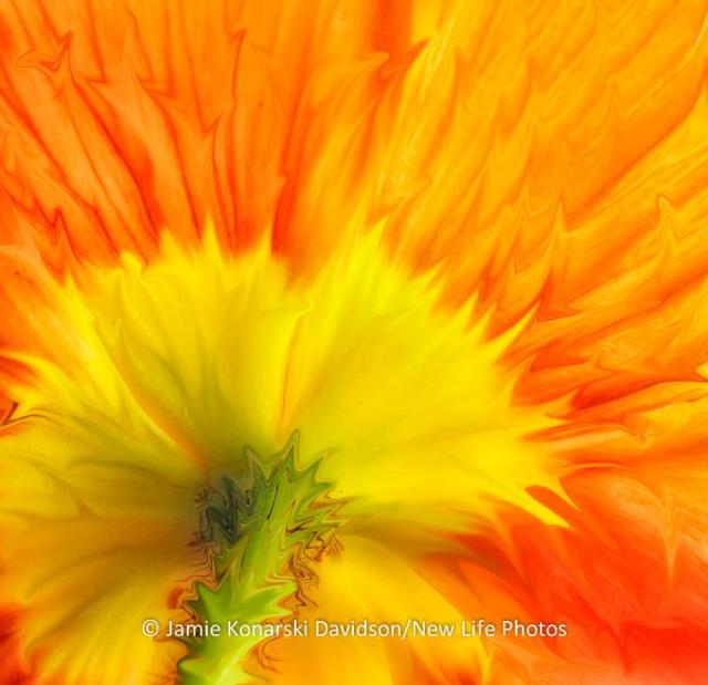 1947534_755871521114317_986684201_n