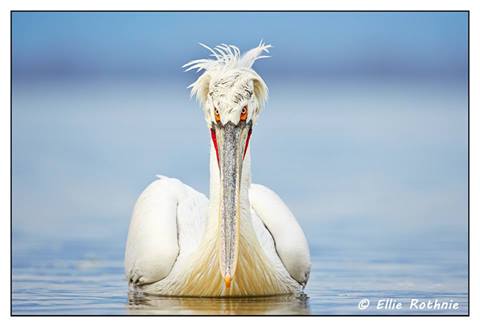 10013339_727742900610240_6132926984289262092_n