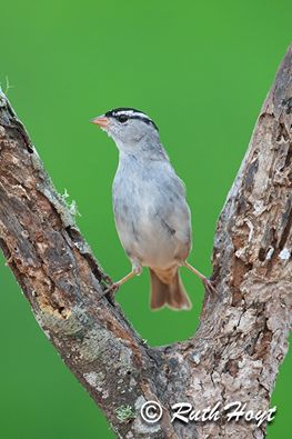 10169339_4043266617644_5836220018452890702_n