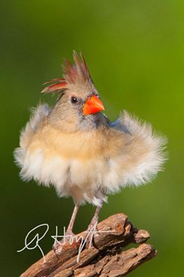 10245571_4043052012279_6732863158959639462_n