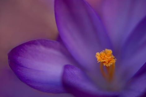 10255811_10152372518664104_1594962304966354991_n