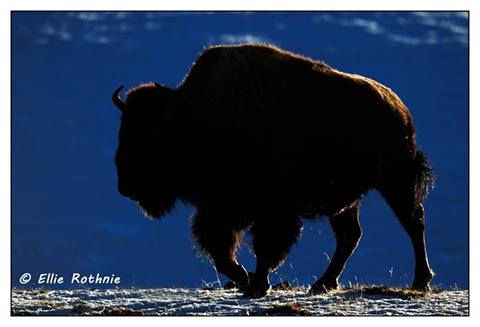 10294450_735471946504002_5628269014365214127_n