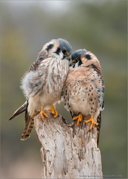 1458558_10152423709020676_120095748_n