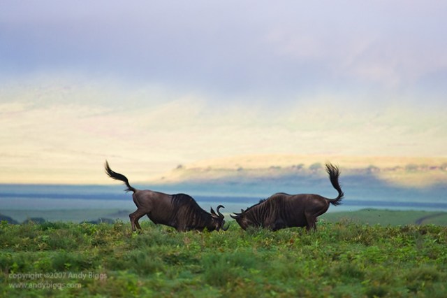 Sparring Wildebeest