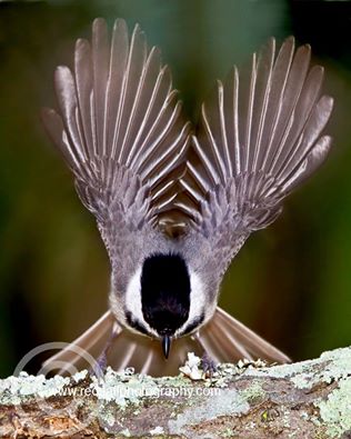 10157260_866160823399747_343349401960288011_n