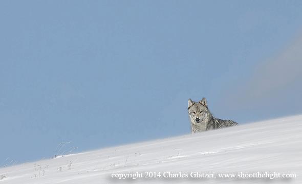 10252044_846398402055219_7722705858890356962_n