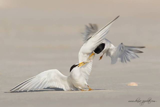 10255858_664381993635416_4693555905481587133_n