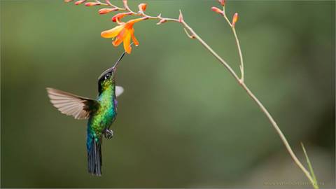 10299067_10152530197015676_2308166022612822219_n