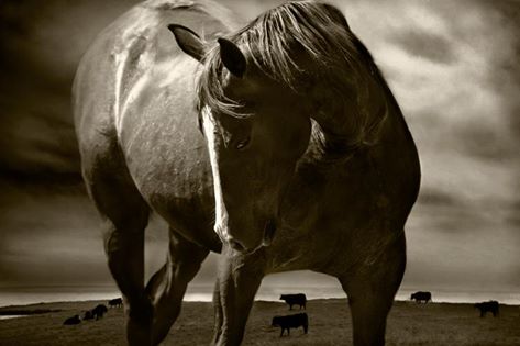 10401541_10152091810447606_2338587548378760073_n