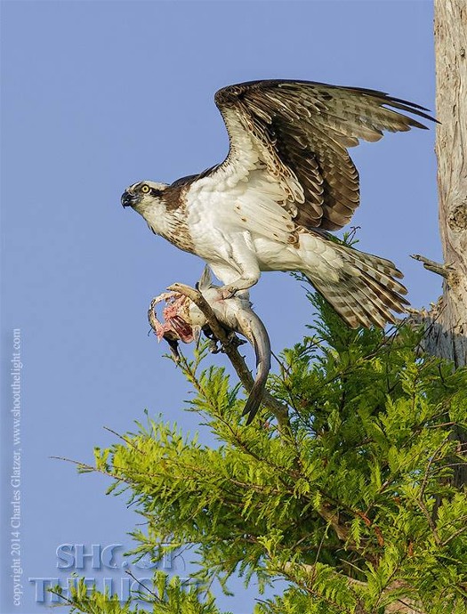 1491748_835254653169594_4796393355355131803_n