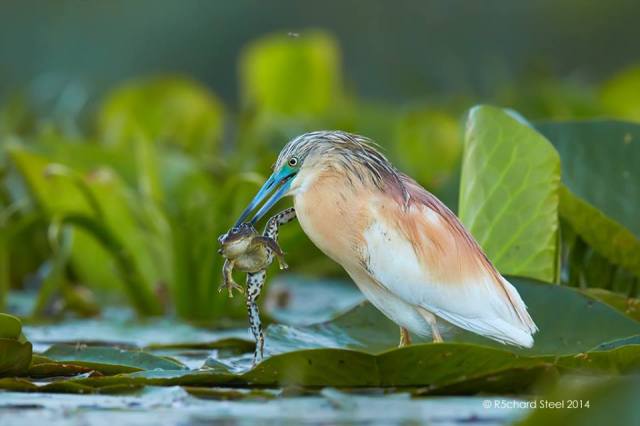 1609931_758433347521281_6591538050053890768_n