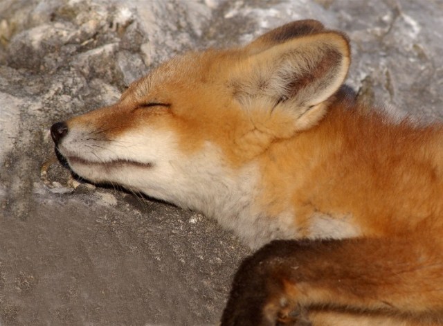 Fox2010 058