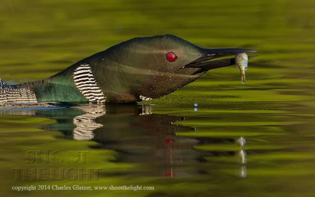 10347409_866279223400470_3358517720307395448_n