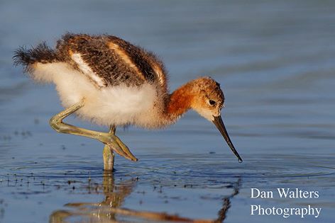 10389680_10202536432347325_7305418009970895808_n