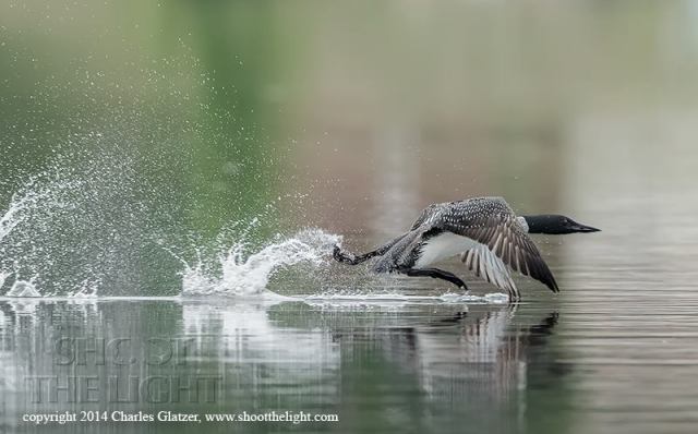 10426764_865858490109210_6542014327858249645_n