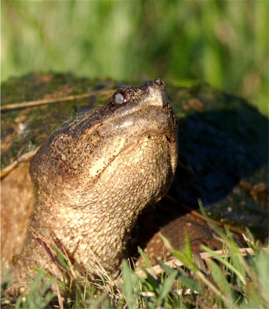 Bong14Snapper 033 - Copy
