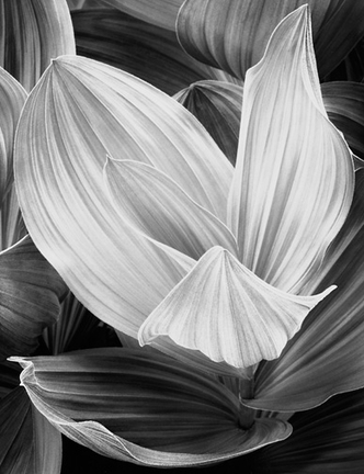 corn-lily-eastern-sierra-nevada-california-20