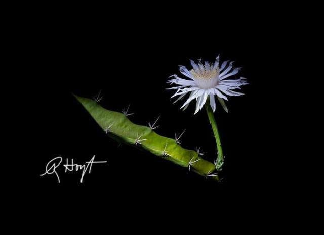 10301277_4342691783086_7276446041913011894_n