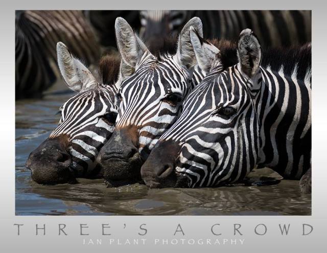 10351323_911231138903845_1469620215931746979_n