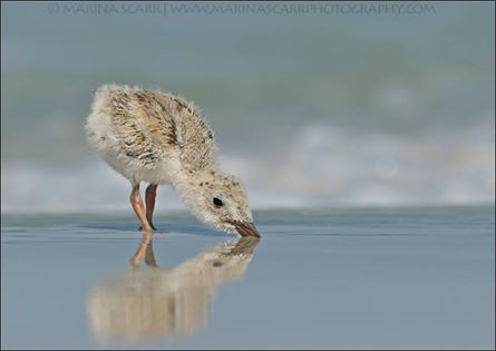 10363769_689560041129239_3566239957055467954_n