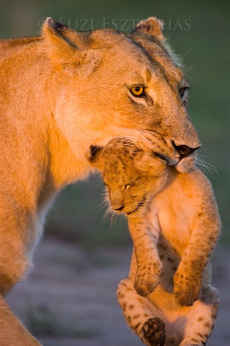 10407596_712926928788697_2369428795125914086_n