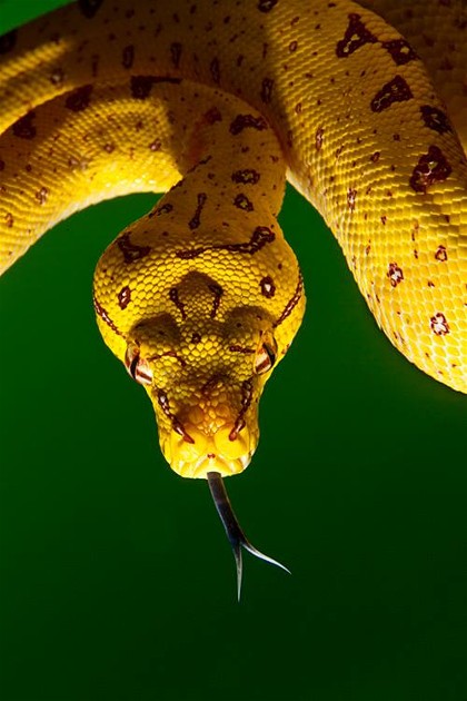 10647060_722084341193765_1094732697931510431_n